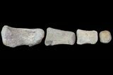 Composite Hadrosaur Finger - Alberta (Disposition #-) #71740-2